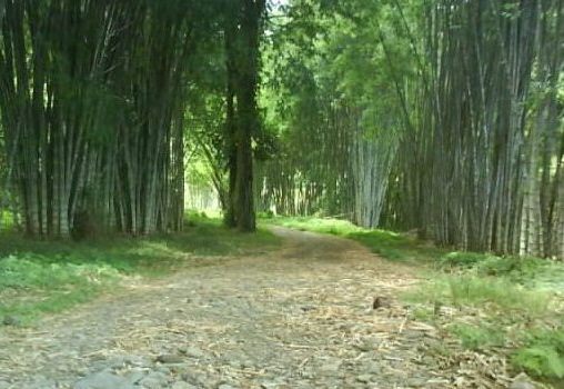 004 Uvita Bamboo Grove  3rd Jul 2011.jpg